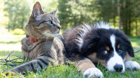 La industria de alimento para mascotas cerrará el año con un valor de 3.5 mmdd