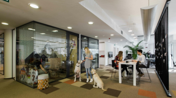 Purina ® Pets at Work: transforma tu empresa en pet friendly